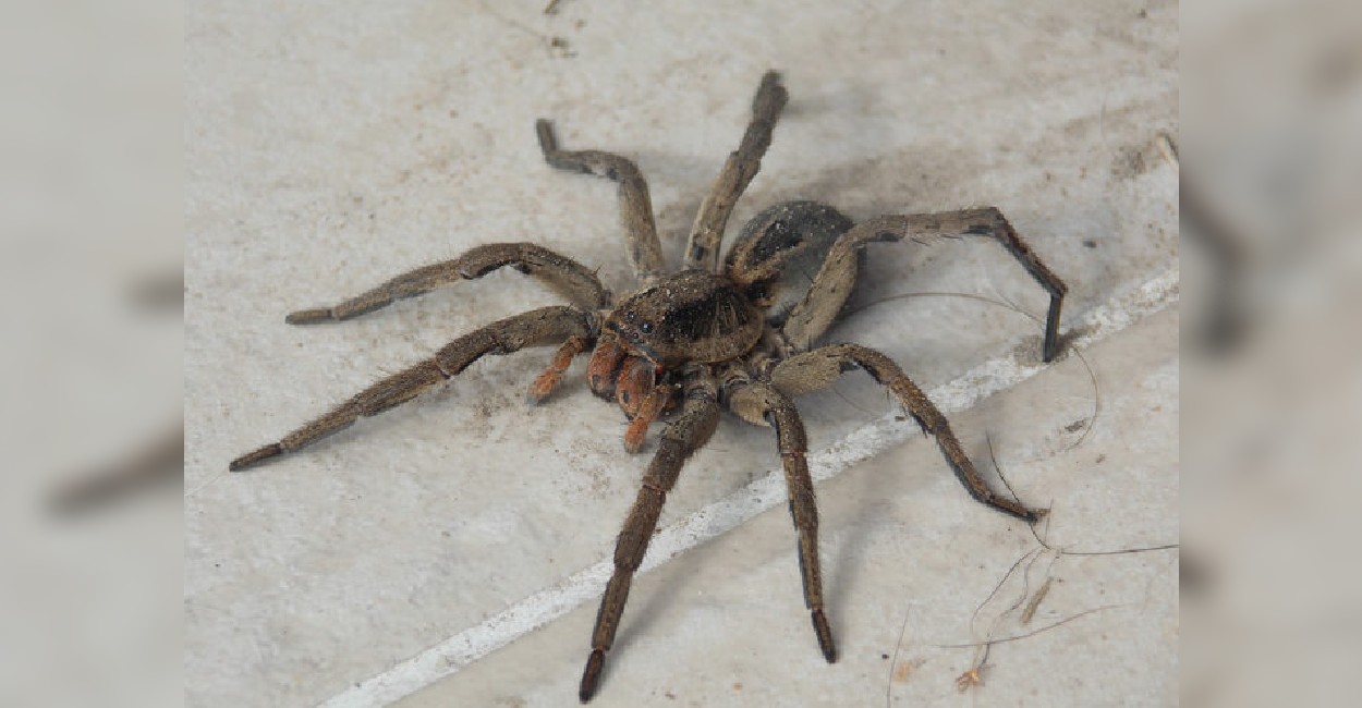 Ante las bajas temperaturas llegó una plaga de arañas. | Foto: Cortesía.