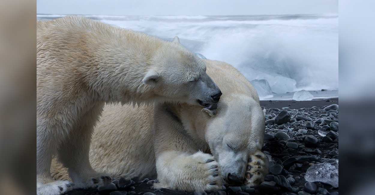 Los osos viven en el medio polar y zonas heladas del hemisferio norte por lo que el derretimiento de los polos les afecta directamente.