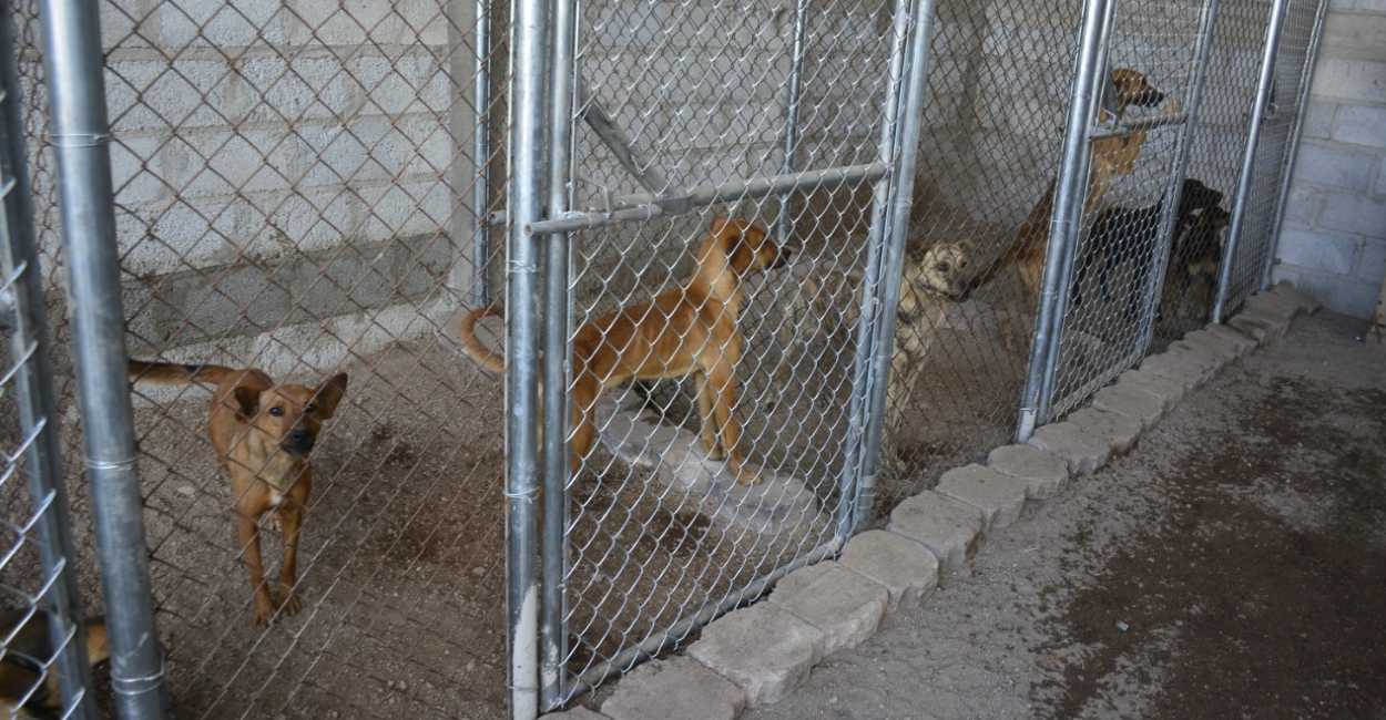 Actualmente ya hay perros viviendo en el Centro de Control Canino de Jerez.