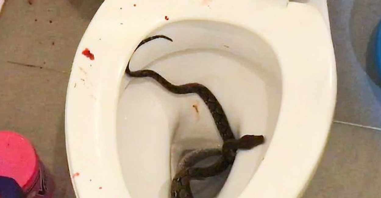 La serpiente estaba escondida en el inodoro. | Foto: Cortesía