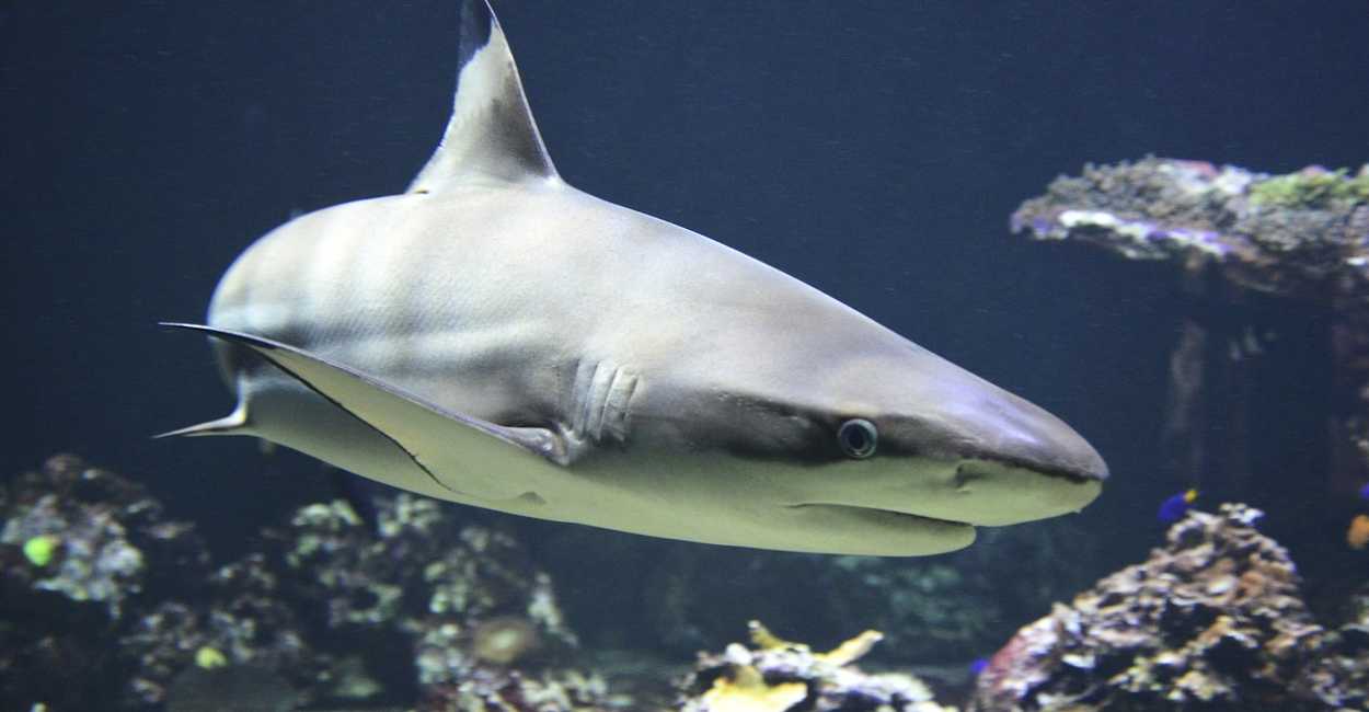 La repoblación de los tiburones no es sencilla ya que son animales de reproducción muy lenta. 