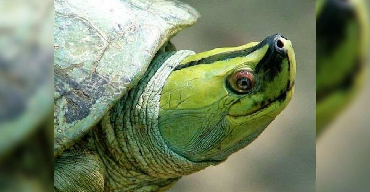 La tortuga techo birmana se caracteriza por una mueca de sonrisa. Foto: Cortesía.