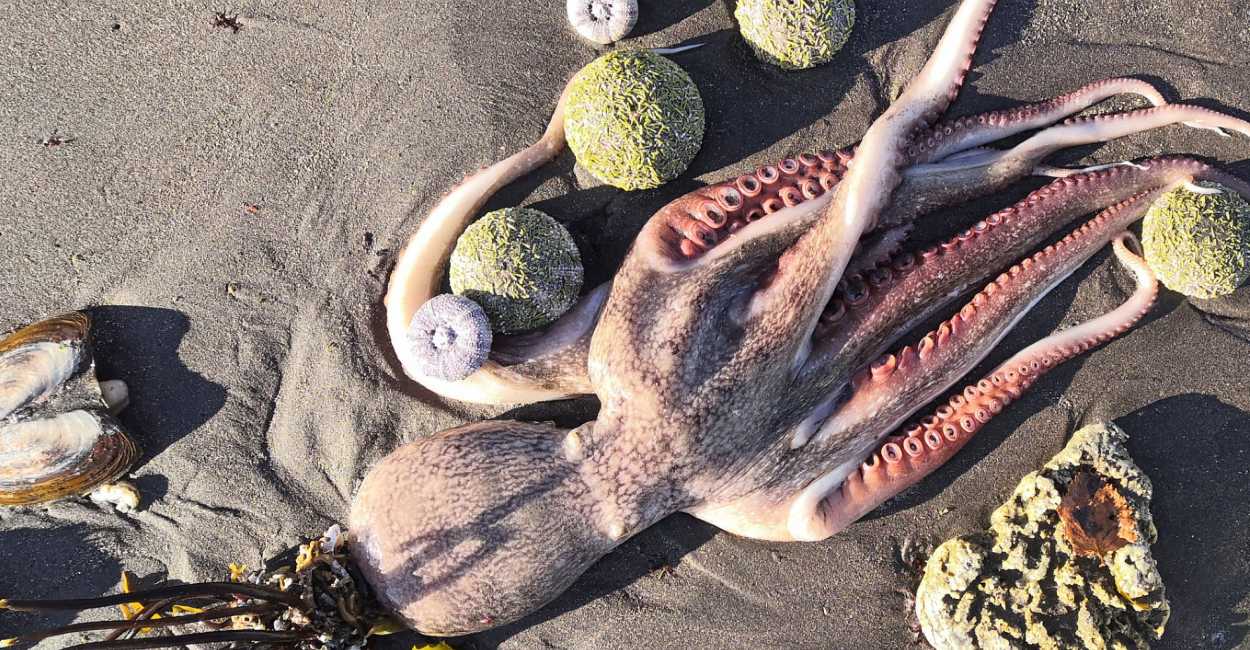 Miles de animales yacían en las playas muertos. | Foto: Anna Strelchenko de TASS