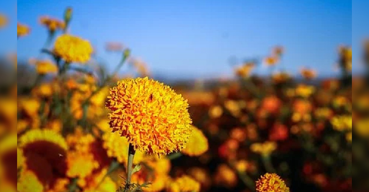 Flor de 20 pétalos. | Fotos: Cortesía.