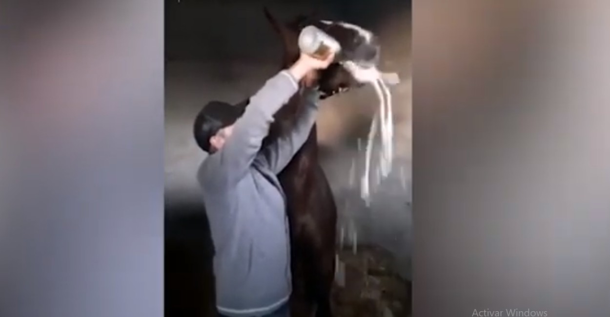 En el video se observa que el caballo se niega a tomar la bebida. | Foto: captura de pantalla
