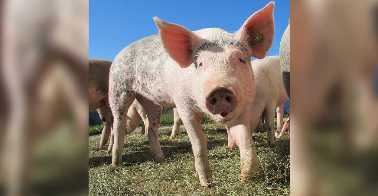La peste porcina es una es una enfermedad hemorrágica altamente contagiosa en cerdos.