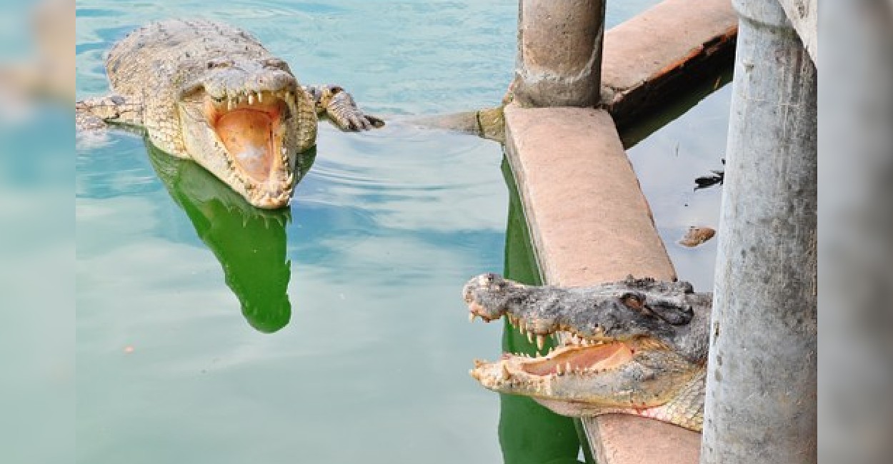 En la laguna está prohibido nadar porque ya hay muchos cocodrilos. | Foto: Cortesía.