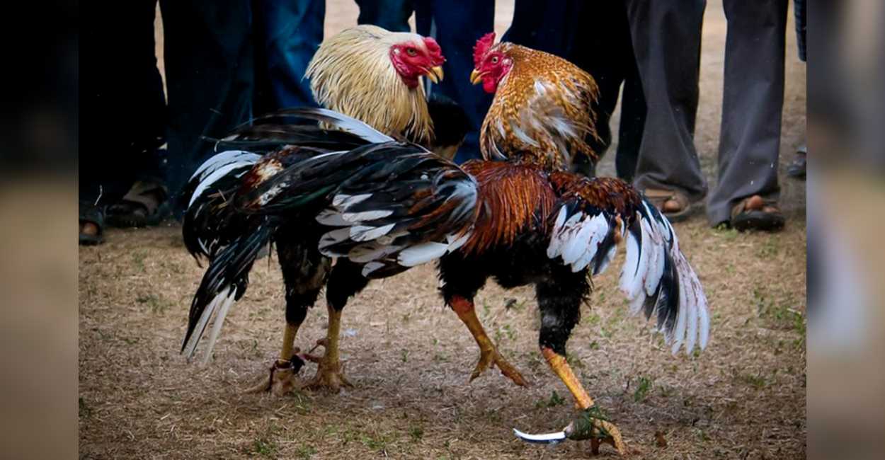 Normalmente los gallos tienen en sus patas navajas para causar el máximo daño posible a su contrincante. | Foto: Cortesía.