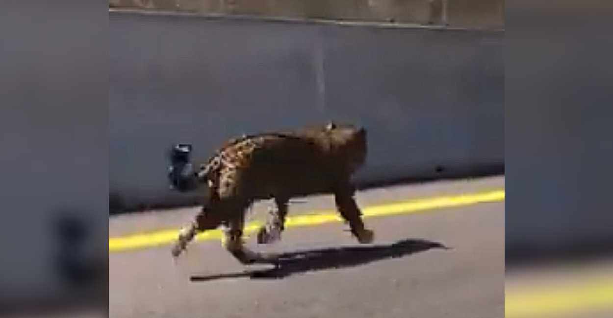 El jaguar corría sin dirección y parecía perdido.