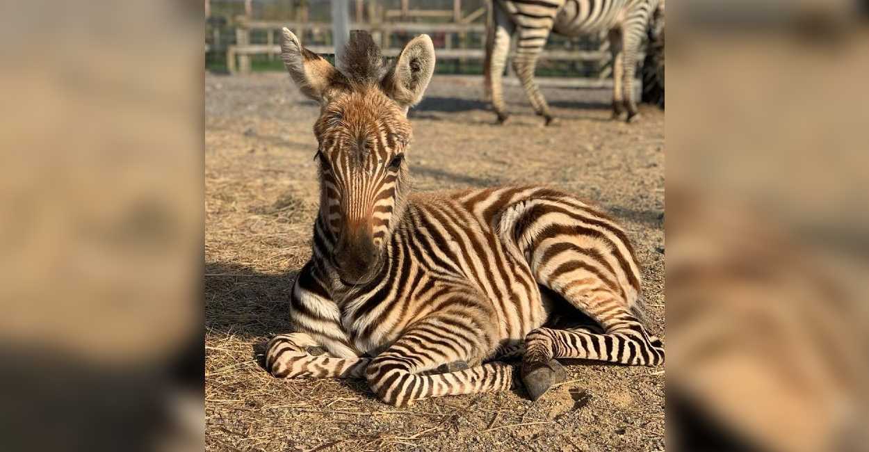La cebra tenía tan solo 7 meses de nacida. | Foto: Facebook: Noah's Ark Zoo Farm