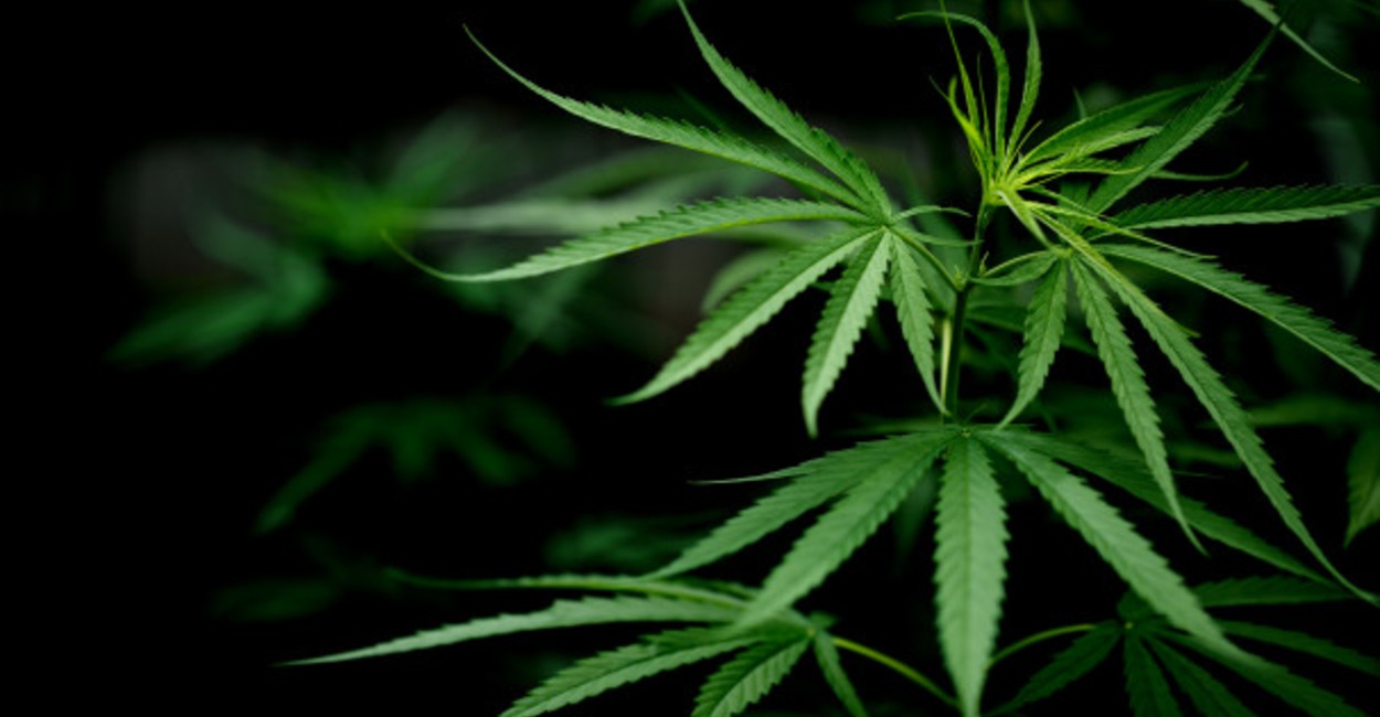 La marihuana se ha considerado como un remedio medicinal. | Foto: Pixabay.