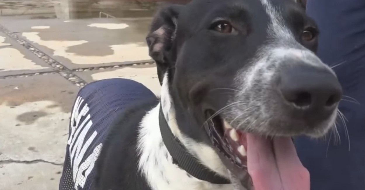 La Secretaría de Marina publicó un video en el que muestran al perrito que rescataron en Tabasco.