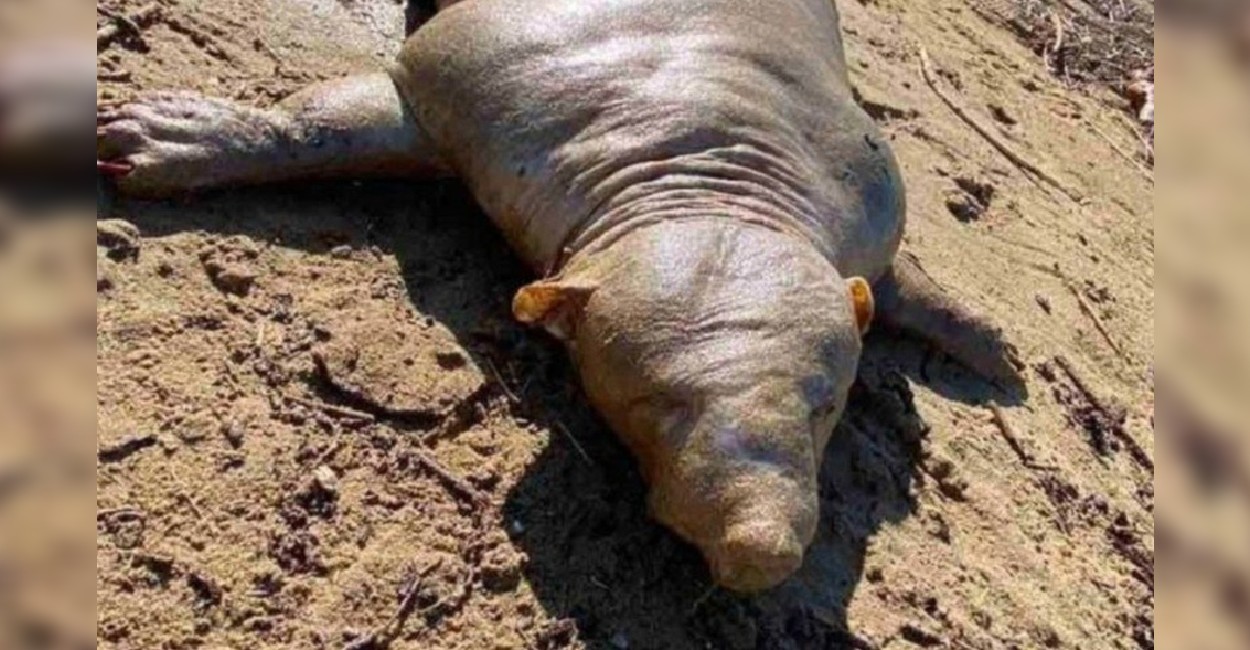 El animal fue encontrado en la playa. Foto: Captura de pantalla.