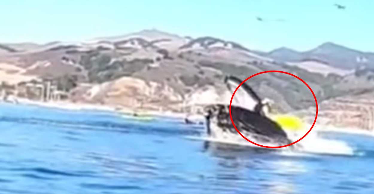 En el video parece que la ballena se las traga por completo.