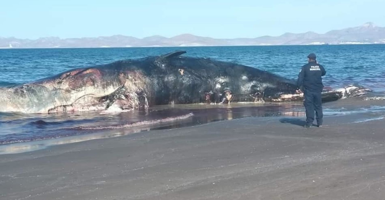 Los pobladores y pescadores se quejaron del olor putrefacto que provoca la ballena. Foto: Cortesía.
