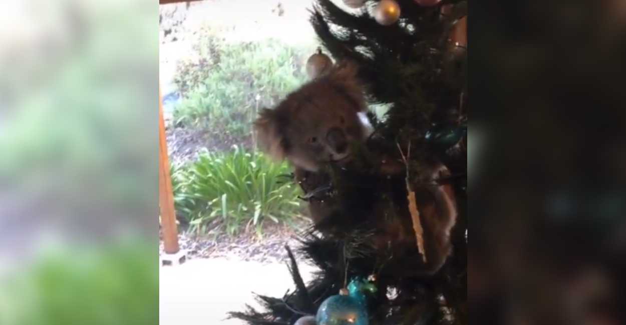 El Koala se encontraba colgado del arbol que tenía decoraciones de navidad. | Foto: Captura de pantalla.