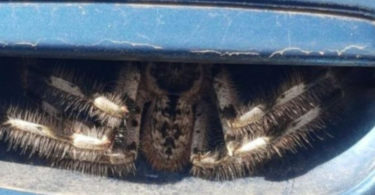 La araña se encontraba en el auto. | Foto: Instagram.