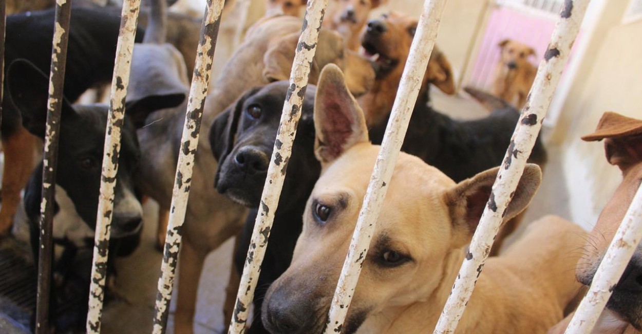 Realizan primer foro de tenencia responsable de animales de compañía. | Foto: Archivo