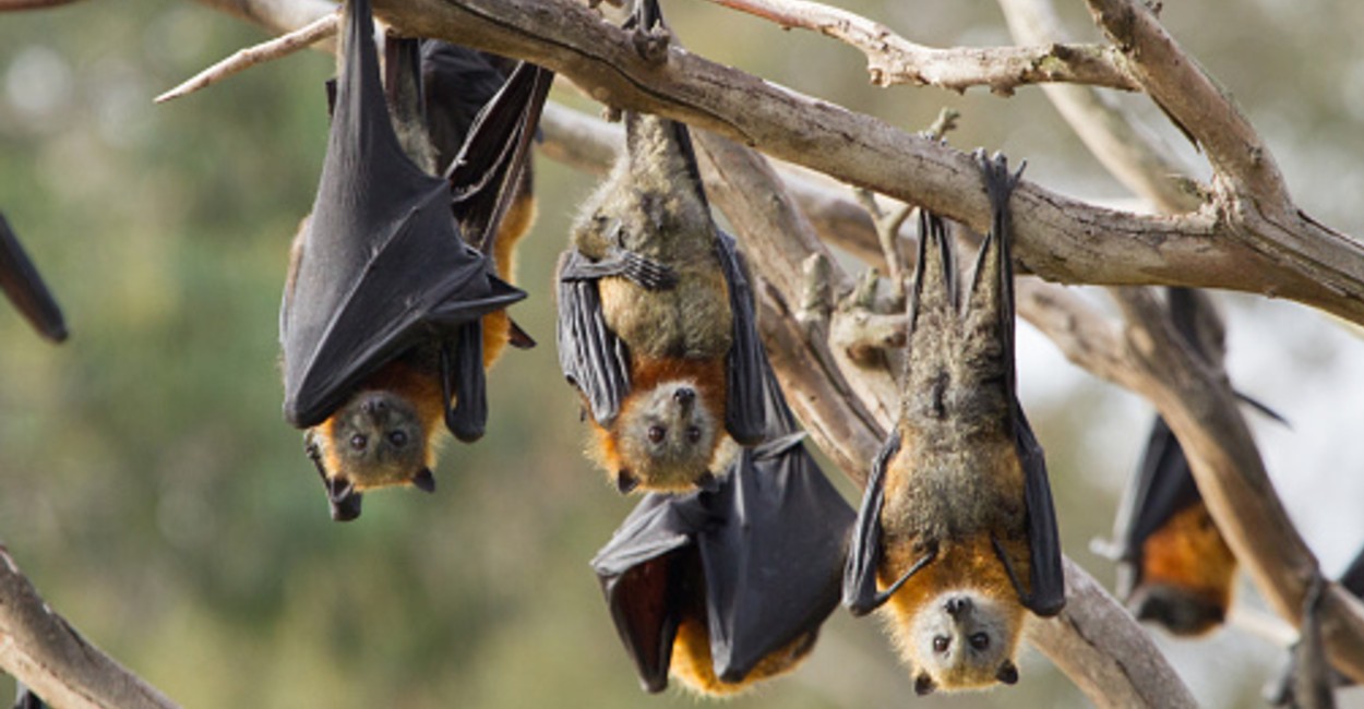 Los murciélagos siguen siendo los principales sospechosos del origen del Covid-19.