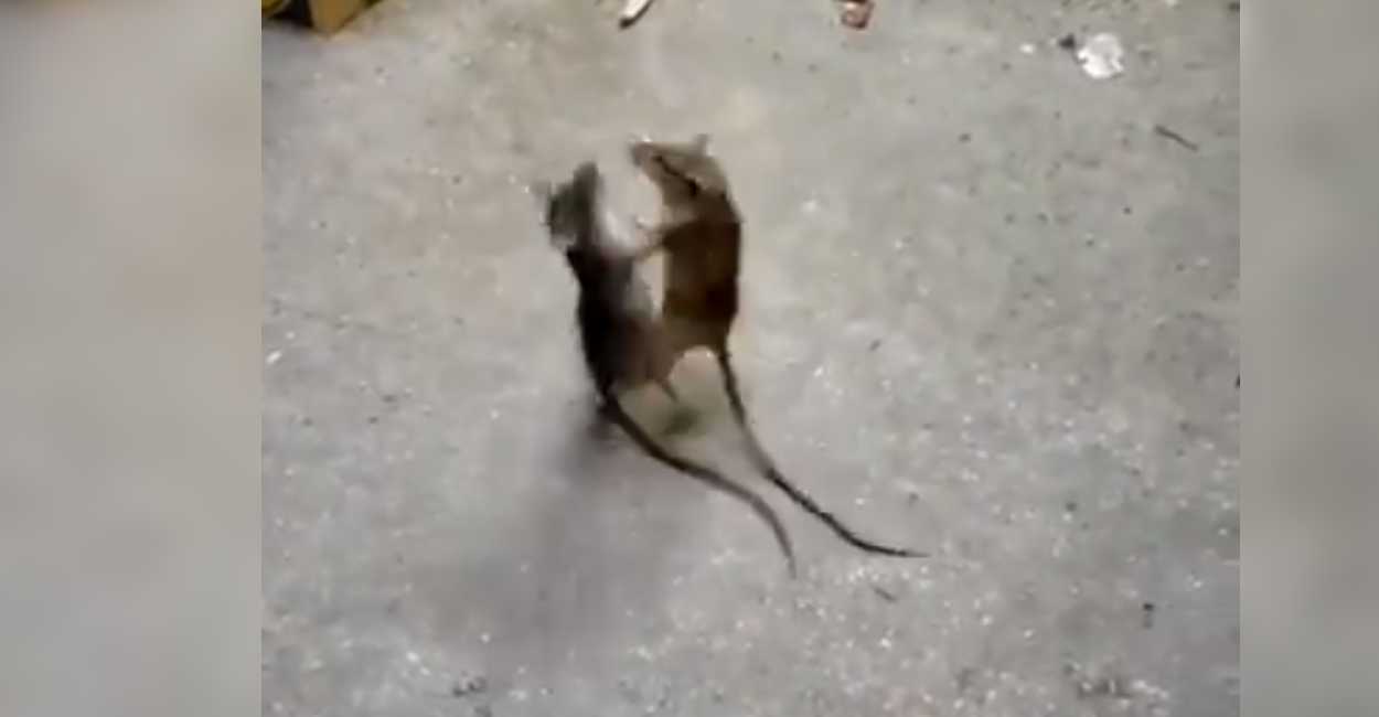 Las ratas se encontraban peleándose fuertemente. | Foto: Captura de pantalla. 