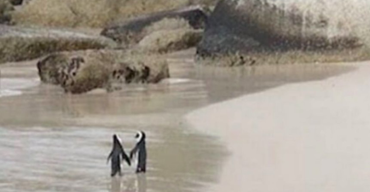 Los enamorados pingüinos fueron captados a la orilla de una playa. | Foto: Diario Nation.