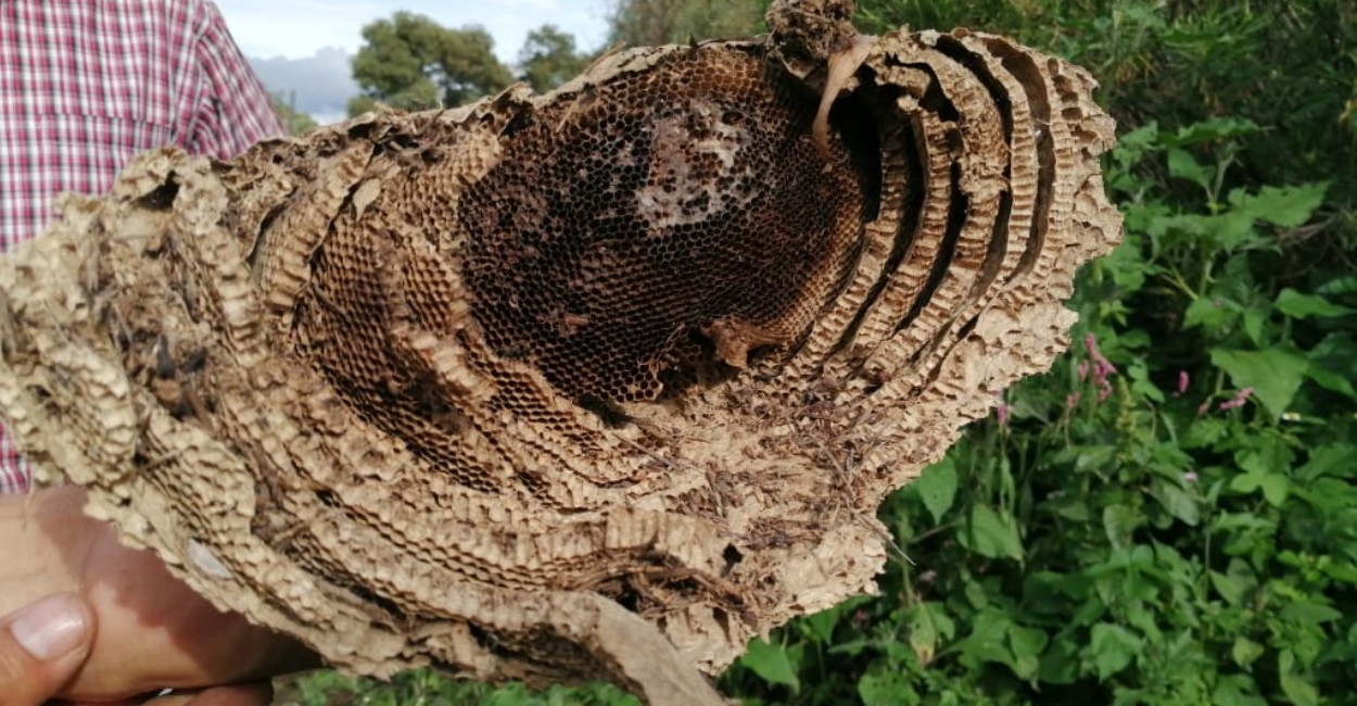Las condiciones climatológicas han afectado directamente a las colmenas. | Foto: Marcela Espino.