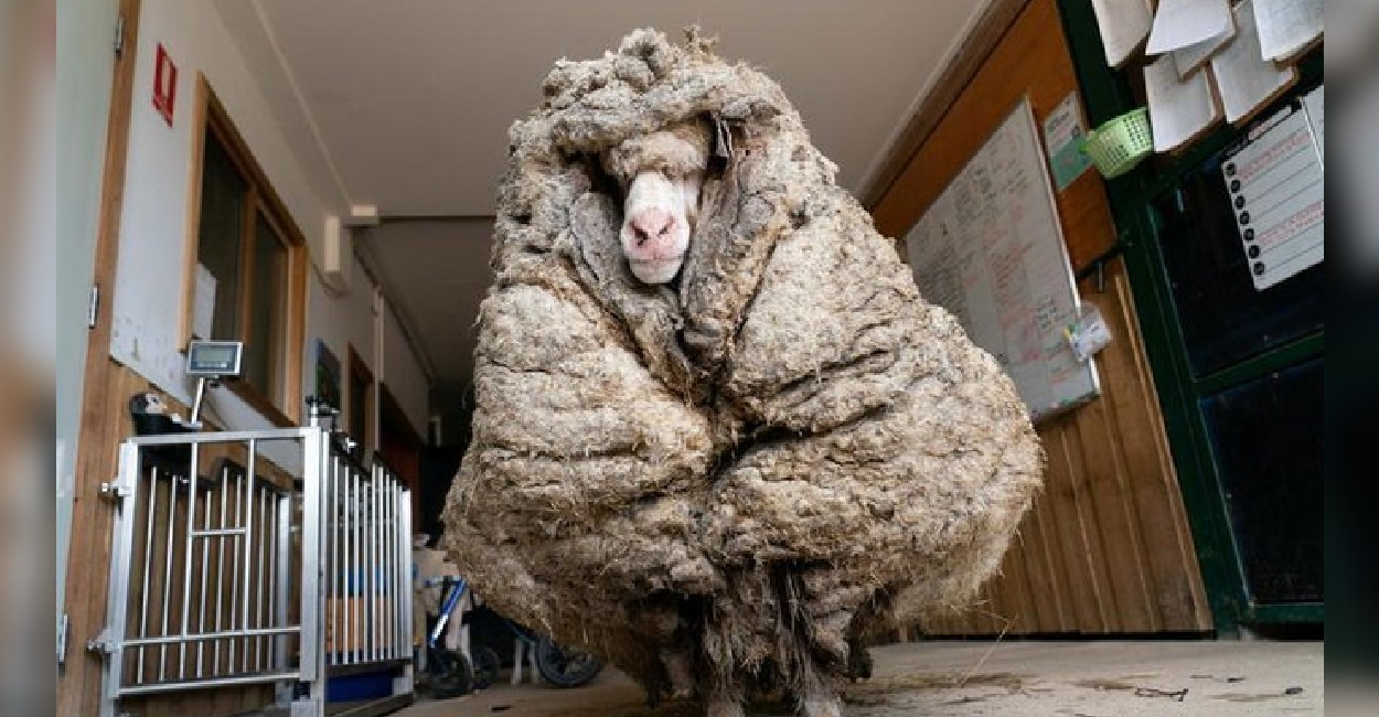 La lana le afectaba en la vista. / Foto: Reuters.