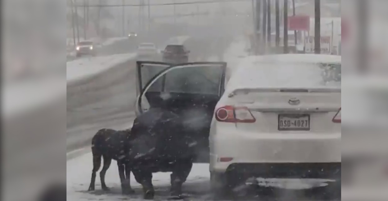 La mujer se detuvo para rescatar al perrito de la nieve. | Foto: captura de pantalla.