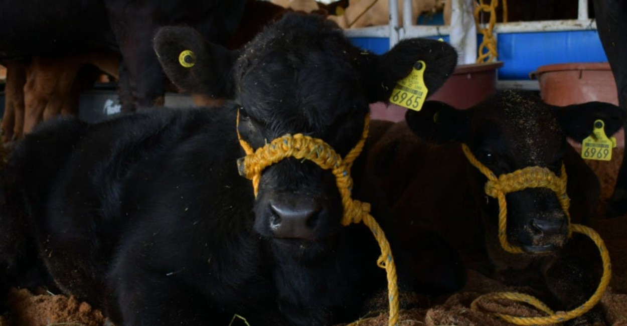 El objetivo es evitar la pérdida de cabezas de ganado a causa del parásito. | Foto: Marcela Espino.