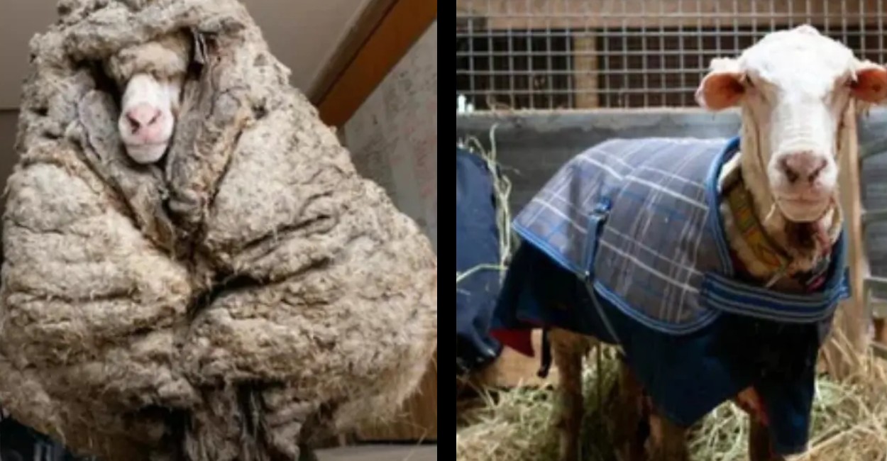 la oveja fue llevada a un refugio para animales al norte de Melbourne. | Foto: Cortesía.
