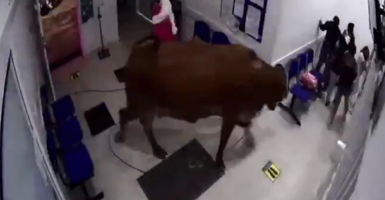 La enorme vaca generó pánico cuando entró a la sala de urgencias. | Foto: Captura de pantalla.