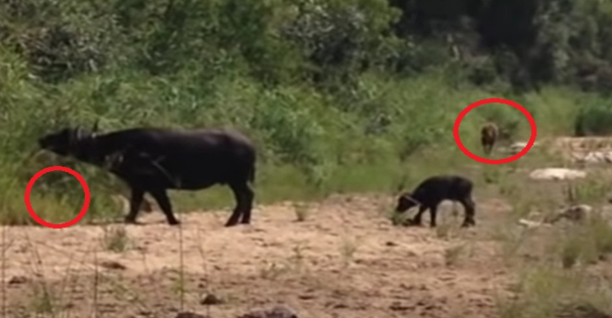 Animales salvajes tratan de cazar a dos búfalos.