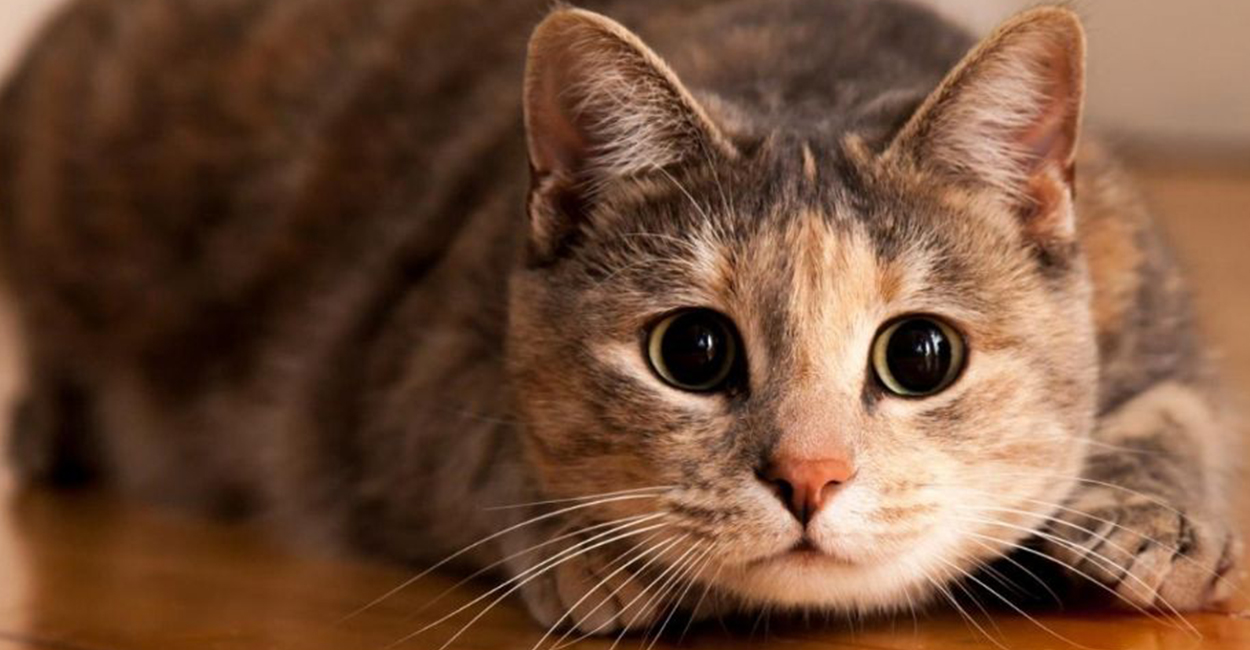 Entender los ruidos que hacen los gatos ayudarán a mejorar la comunicación con el animal.