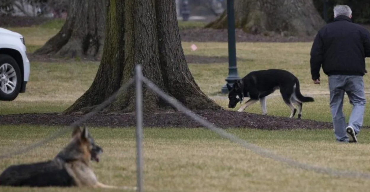 Perro de Joe Biden ataca a guardia de seguridad.