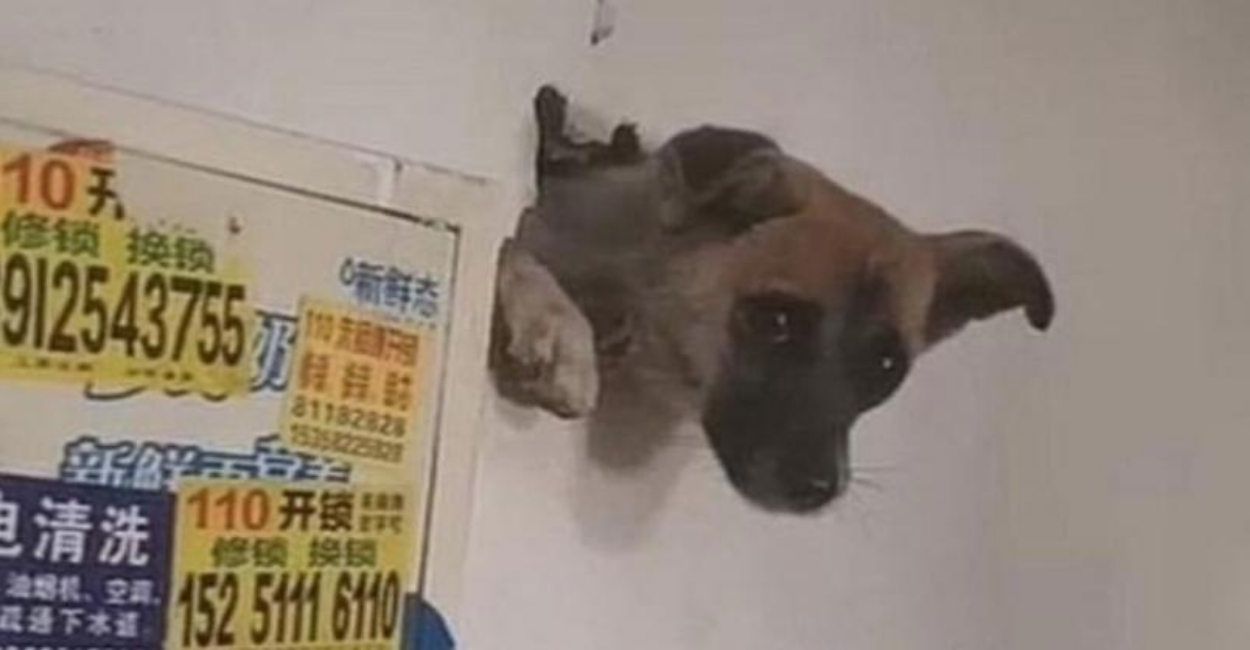 Un perro atravesó una pared al asustarse con la pirotecnia.