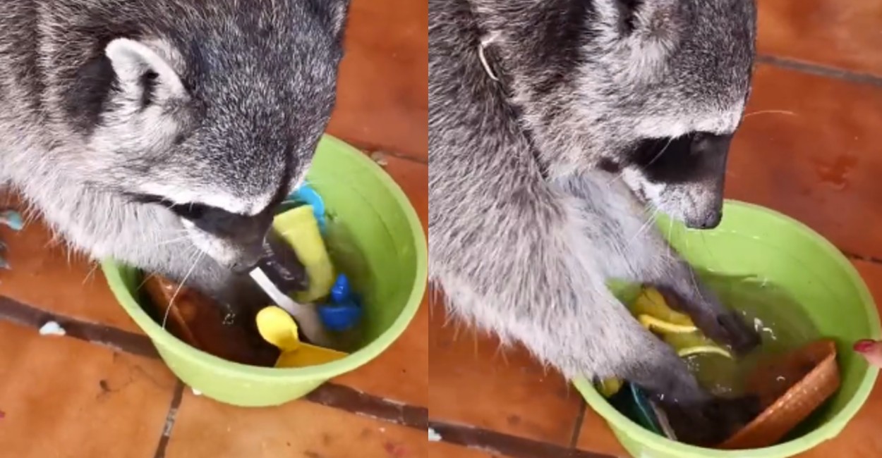 El mapache mueve las patitas dentro del balde que tiene un poco de agua.