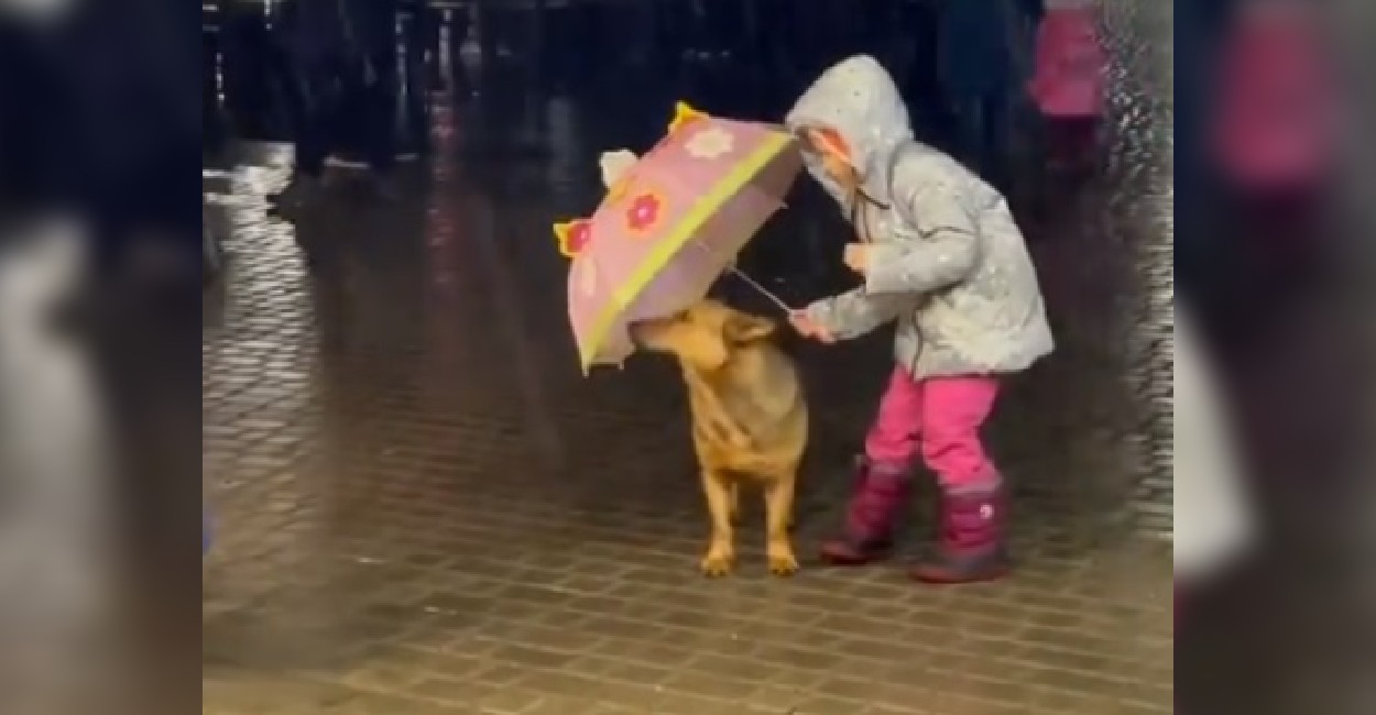 La niña protegía de la lluvia al perrito. | Foto: Captura de pantalla.