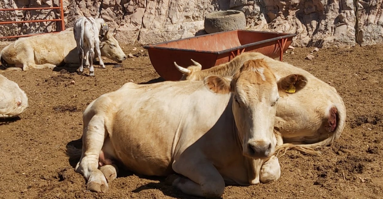 Al menos 2 mil 400 cabezas de ganado recibirán el baño garrapaticida. | Foto: Rocío Ramírez.