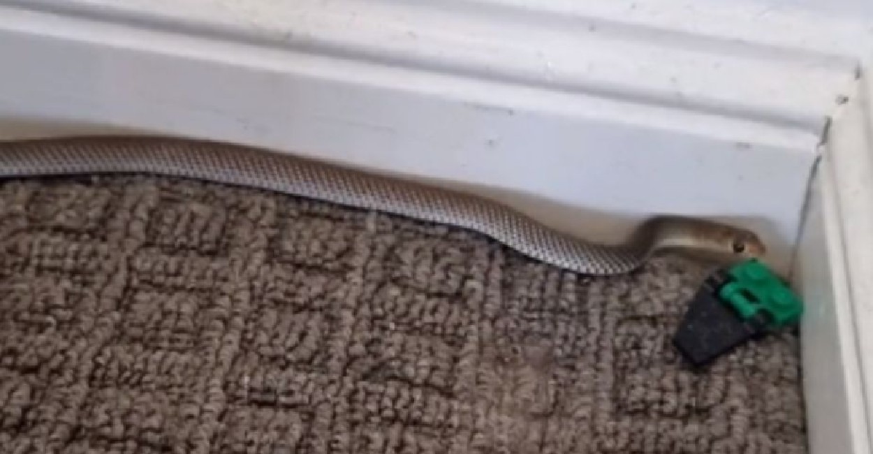La serpiente es endémica en Australia. | Foto: captura del video.