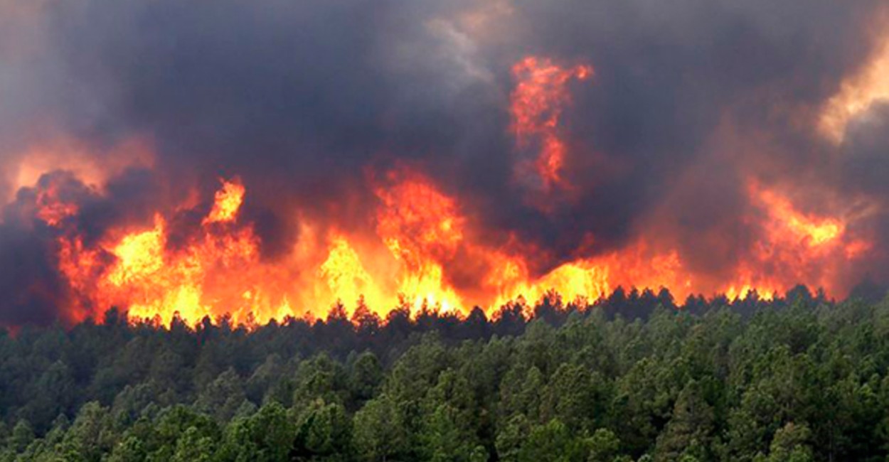 Las llamas han arrasado con gran parte de la vegetación. | Foto: cortesía. 