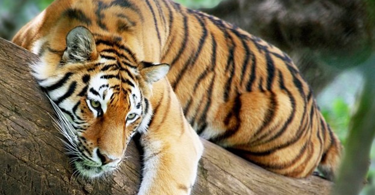 Los tigres eran vendidos por el cazador. | Foto: cortesía. 