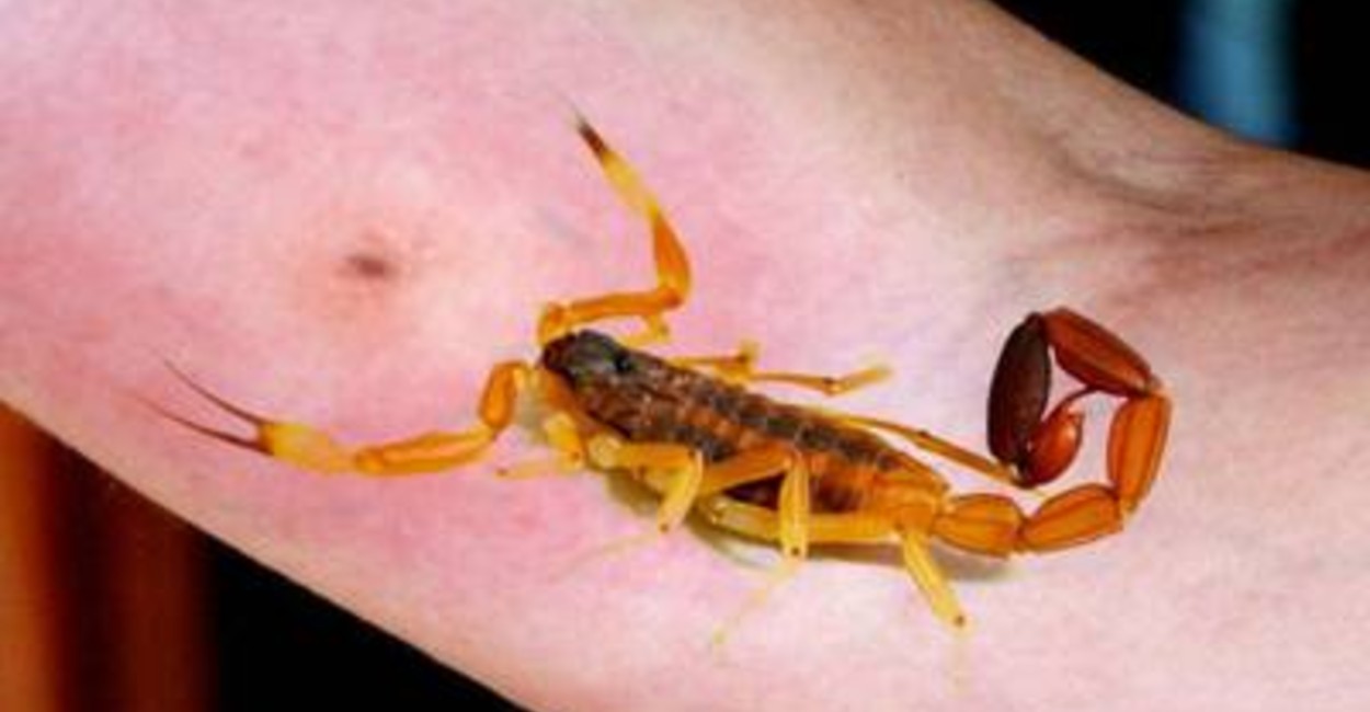 En Jalpa, Juchipila, Tlaltenango y Fresnillo es común ver este tipo de insecto. | Foto: cortesía.