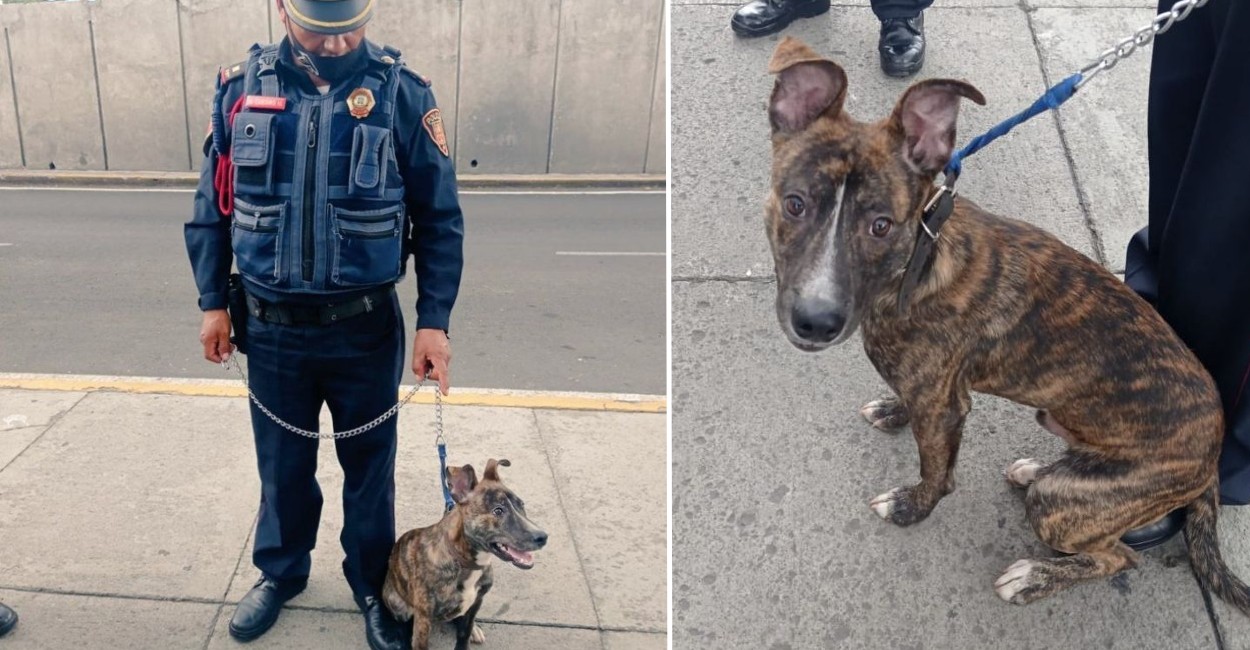 El policía se encariñó de inmediato cuando desamarró al perrito del poste. | Foto: cortesía