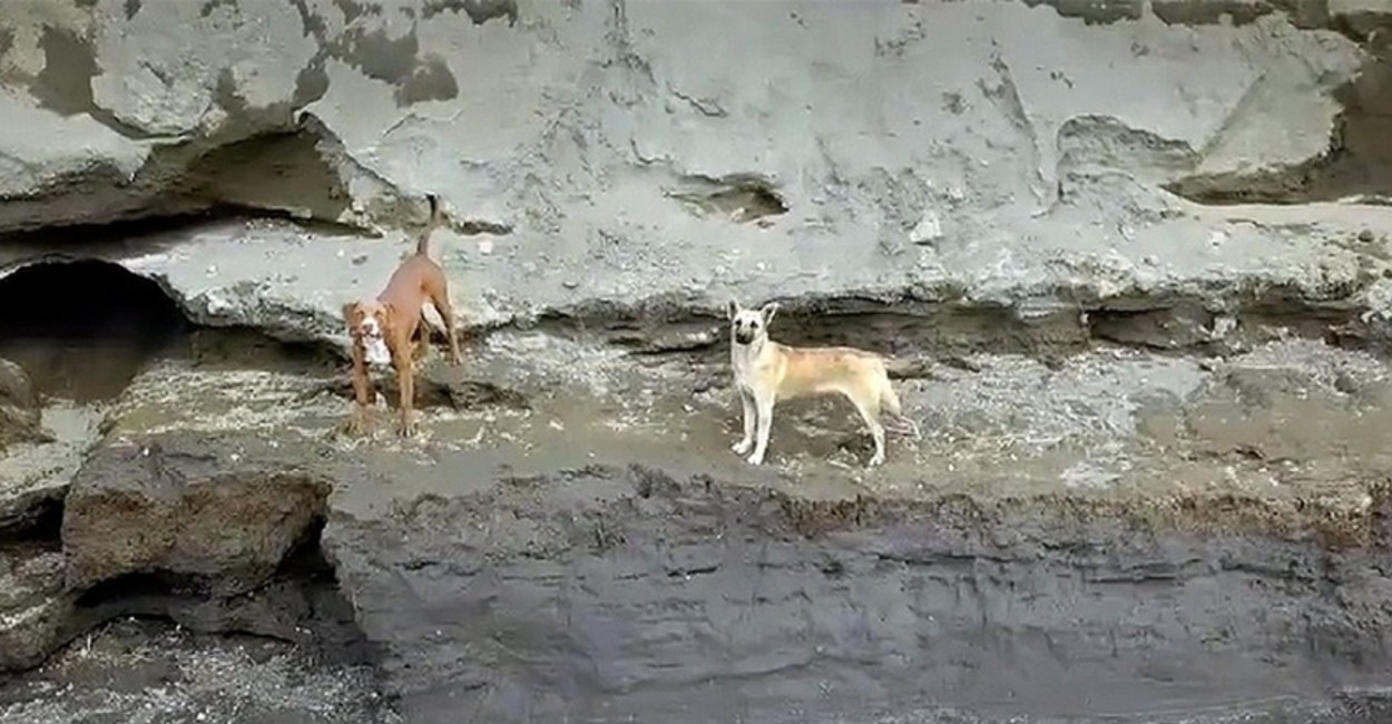 Caen 2 perritos al socavón de Puebla mientras jugaban en la orilla - Imagen  Zacatecas