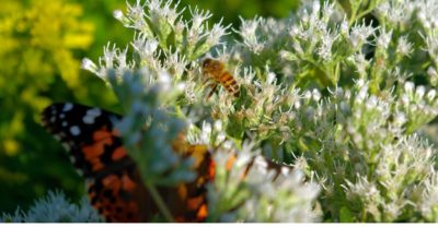 abeja mariposa extinción polinización Zacatecas