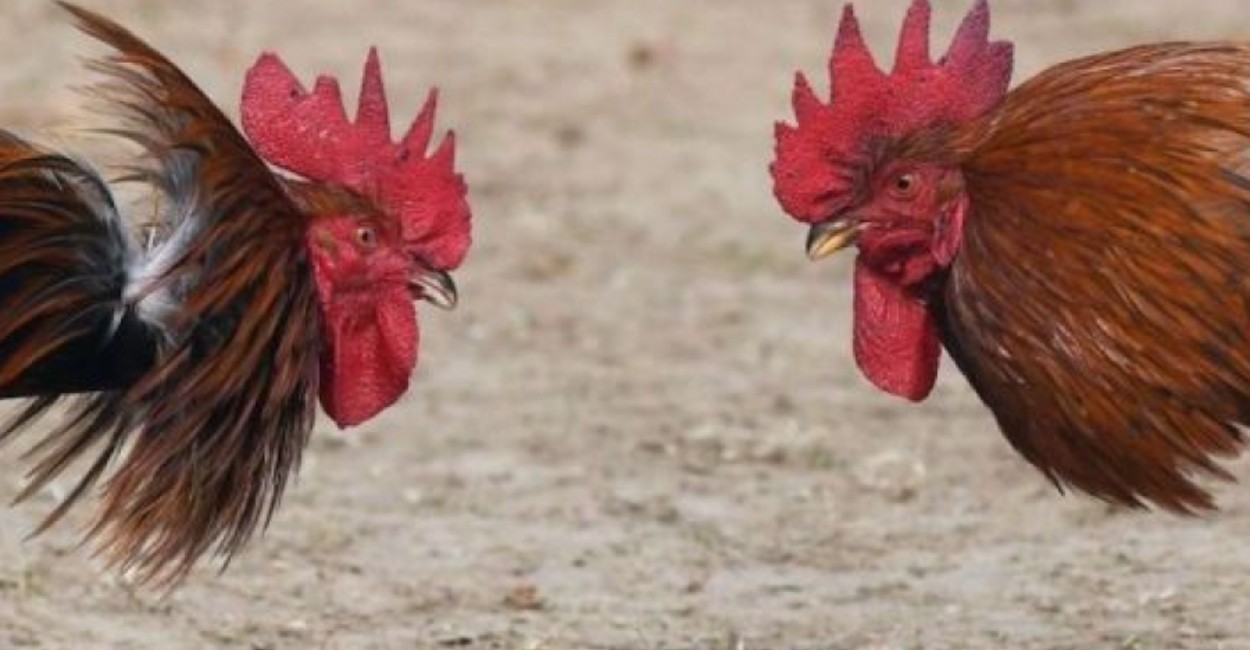 El pasado el Congreso de Hidalgo declaró las peleas de gallos como Patrimonio Cultural Inmaterial. / Foto: Cortesía