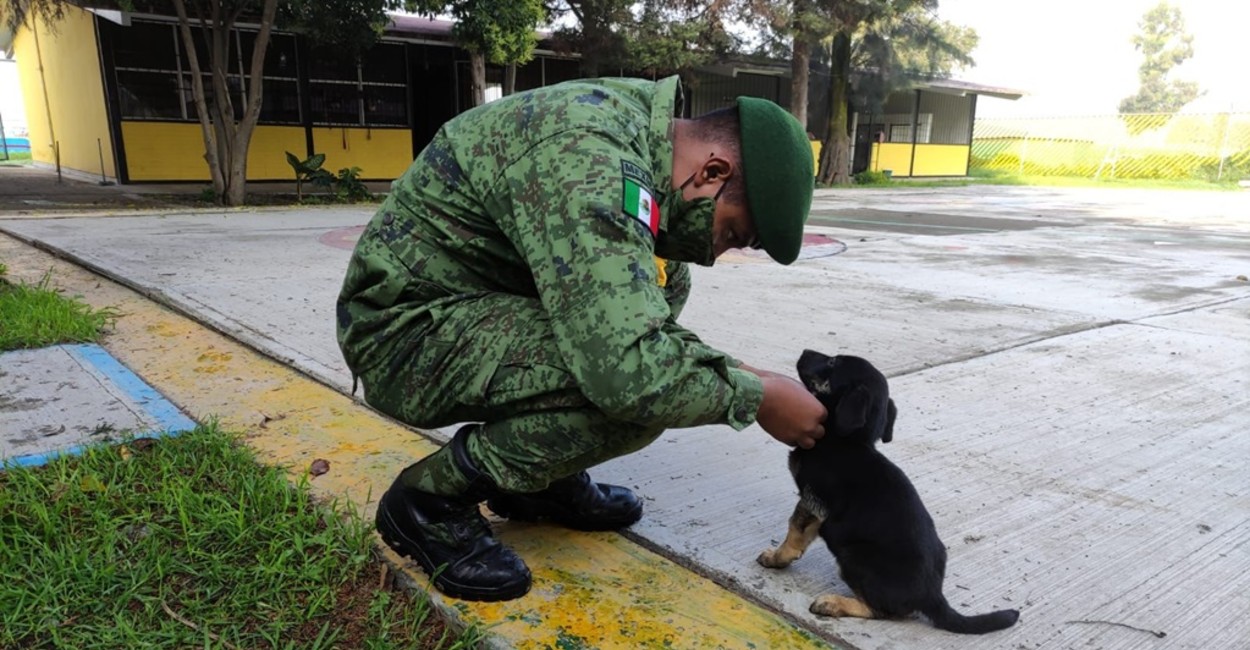 Algunos de los perritos podrán trabajar en el aeropuerto detectando Covid-19 o drogas. / Foto: Cortesía