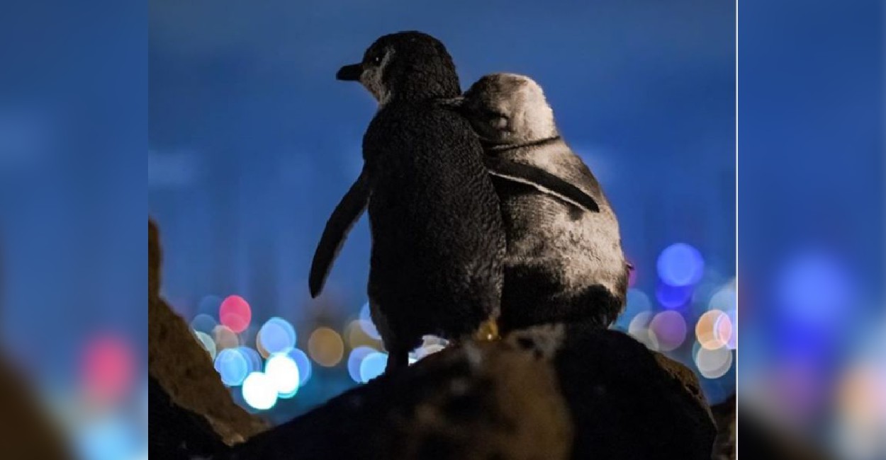 Dos pingüinos abrazados cautivaron las redes sociales. | Foto: Instagram.