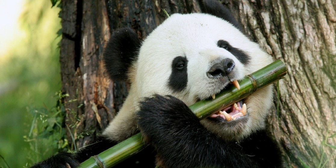 El Oso panda, en su mayoría, habita en el país de China. | Foto: cortesía. 