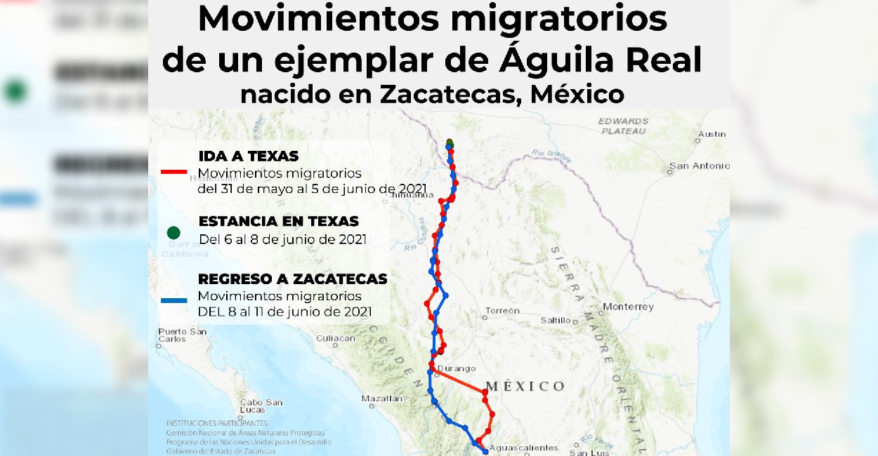 Movimientos migratorios del Águila Real Mexicana. | Foto: Cortesía.